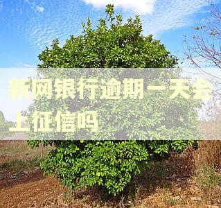 新网银行逾期一天会上征信吗