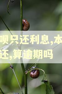 借呗只还利息,本金未还,算逾期吗