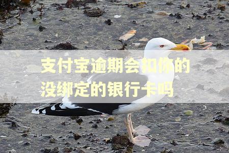 支付宝逾期会扣你的没绑定的银行卡吗