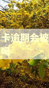 信用卡逾期会被起诉坐牢吗