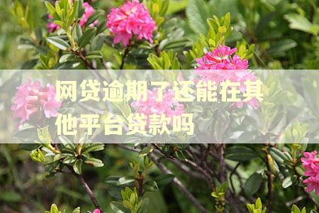 网贷逾期了还能在其他平台贷款吗
