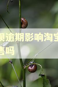 花呗逾期影响淘宝店销售吗