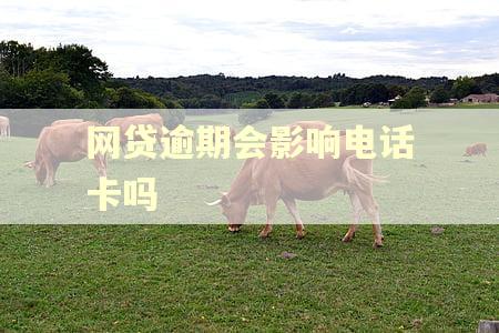 网贷逾期会影响电话卡吗