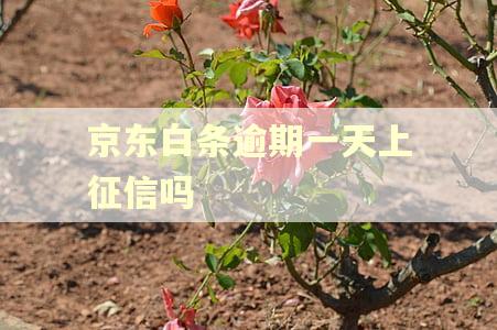 京东白条逾期一天上征信吗