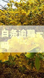京东白条逾期一天上征信吗