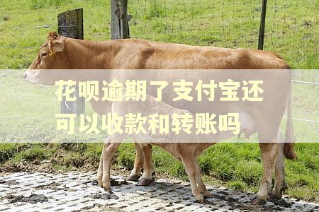 花呗逾期了支付宝还可以收款和转账吗