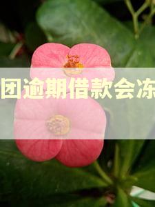 美团逾期借款会冻结吗