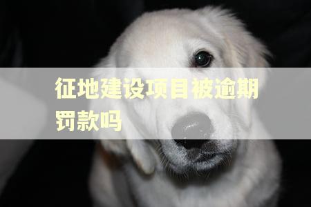 征地建设项目被逾期罚款吗