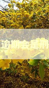 借呗逾期会是刑事吗