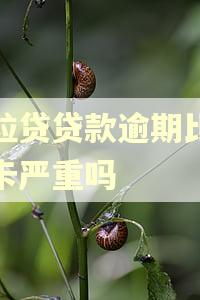微粒贷贷款逾期比信用卡严重吗