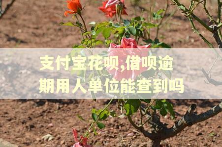 支付宝花呗,借呗逾期用人单位能查到吗