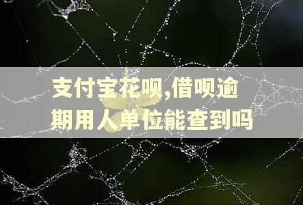 支付宝花呗,借呗逾期用人单位能查到吗