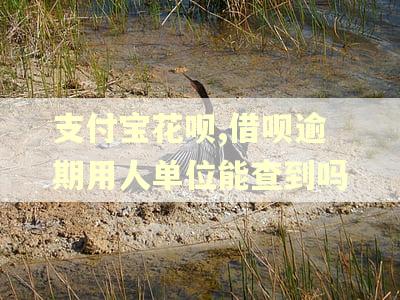支付宝花呗,借呗逾期用人单位能查到吗 支付宝花呗,借呗逾期用人单位能查到吗