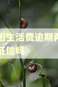 美团生活费逾期两天上征信吗