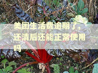 美团生活费逾期了,还清后还能正常使用吗