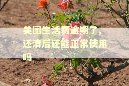美团生活费逾期了,还清后还能正常使用吗