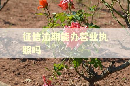 征信逾期能办营业执照吗 征信逾期能办营业执照吗