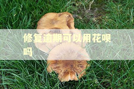 修复逾期可以用花呗吗