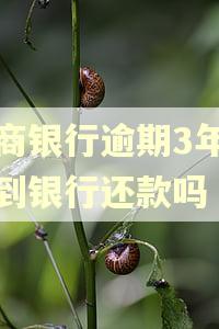 招商银行逾期3年可以到银行还款吗