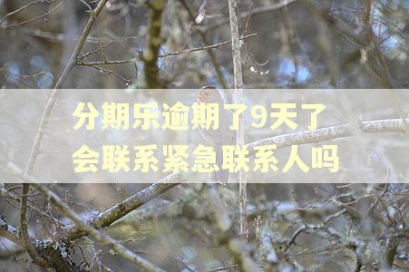 分期乐逾期了9天了会联系紧急联系人吗