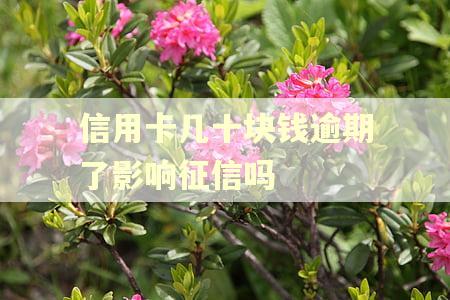 信用卡几十块钱逾期了影响征信吗