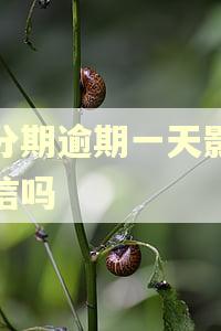 好分期逾期一天影响征信吗 好分期逾期一天影响征信吗