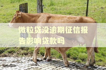微粒贷没逾期征信报告影响贷款吗
