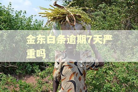 金东白条逾期7天严重吗
