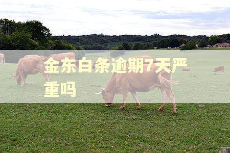 金东白条逾期7天严重吗