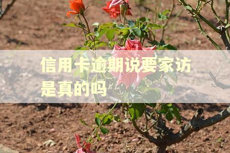 信用卡逾期说要家访是真的吗 信用卡逾期说要家访是真的吗