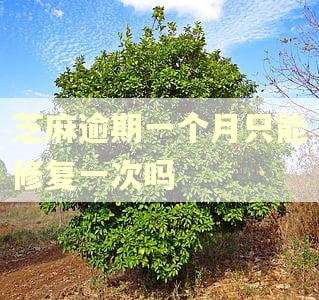 芝麻逾期一个月只能修复一次吗