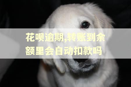 花呗逾期,转账到余额里会自动扣款吗