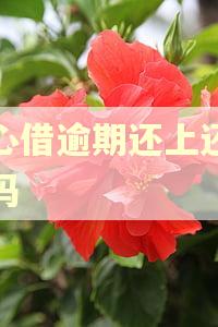 放心借逾期还上还能借吗