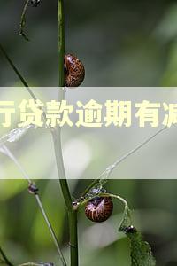 农行贷款逾期有减免吗