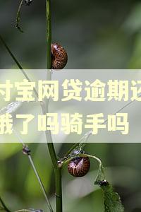 支付宝网贷逾期还能当饿了吗骑手吗