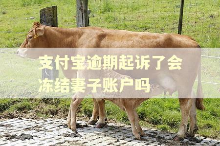 支付宝逾期起诉了会冻结妻子账户吗