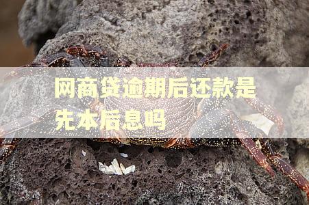 网商贷逾期后还款是先本后息吗