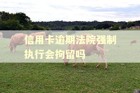 信用卡逾期法院强制执行会拘留吗