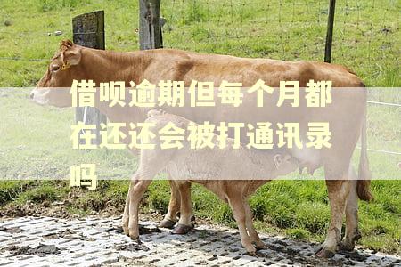 借呗逾期但每个月都在还还会被打通讯录吗