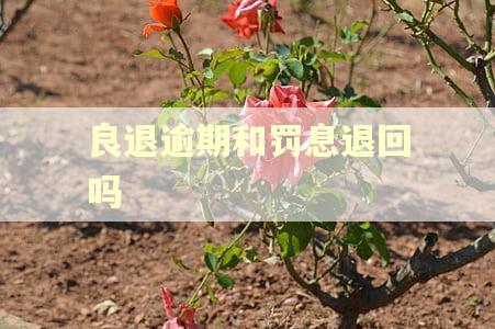 良退逾期和罚息退回吗 良退逾期和罚息退回吗