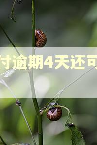 分付逾期4天还可以吗