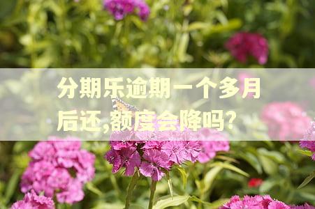 分期乐逾期一个多月后还,额度会降吗?