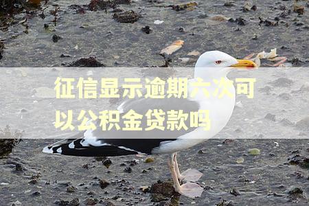 征信显示逾期六次可以公积金贷款吗