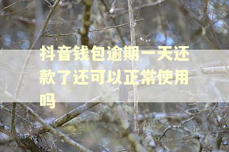 抖音钱包逾期一天还款了还可以正常使用吗
