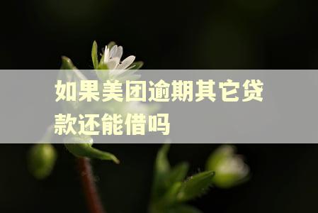 如果美团逾期其它贷款还能借吗 如果美团逾期其它贷款还能借吗