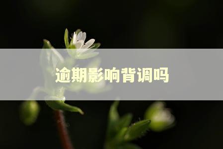 逾期影响背调吗