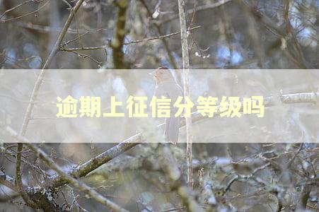 逾期上征信分等级吗