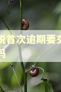 个税首次逾期要交罚款吗