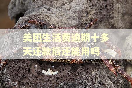 美团生活费逾期十多天还款后还能用吗