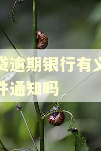 房贷逾期银行有义务信件通知吗